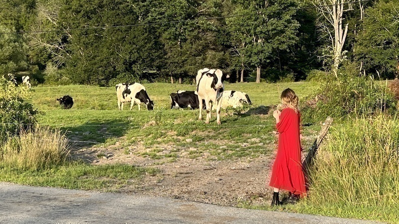 cows cows